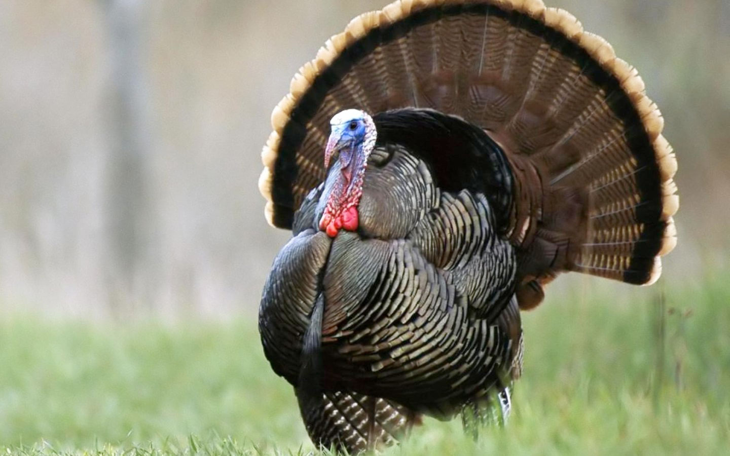 Yılbaşı ne zaman 2021 resmi tatil mi hangi güne denk geliyor Yılbaşı hindi fiyat listesi 2015 - Internet Haber