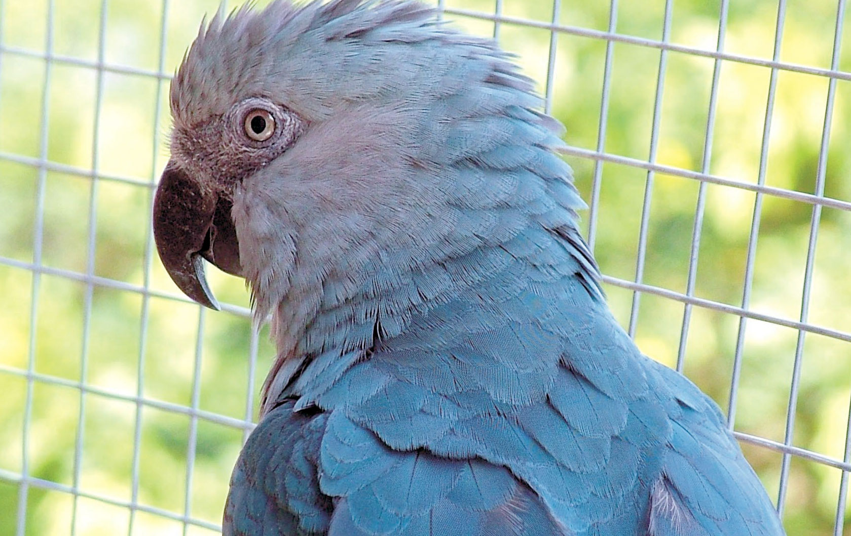 spixs-macaw-papağan-bir-tane-kaldi-nesli-tükendi.jpg
