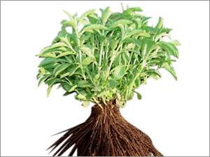 stevia-plant.jpg